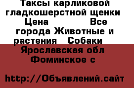 Таксы карликовой гладкошерстной щенки › Цена ­ 20 000 - Все города Животные и растения » Собаки   . Ярославская обл.,Фоминское с.